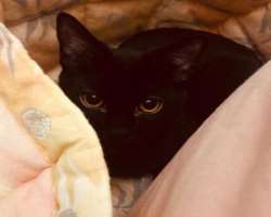 She also owns a black cat whom she named  Hazel. She often posts her photograph on her Instagram account.